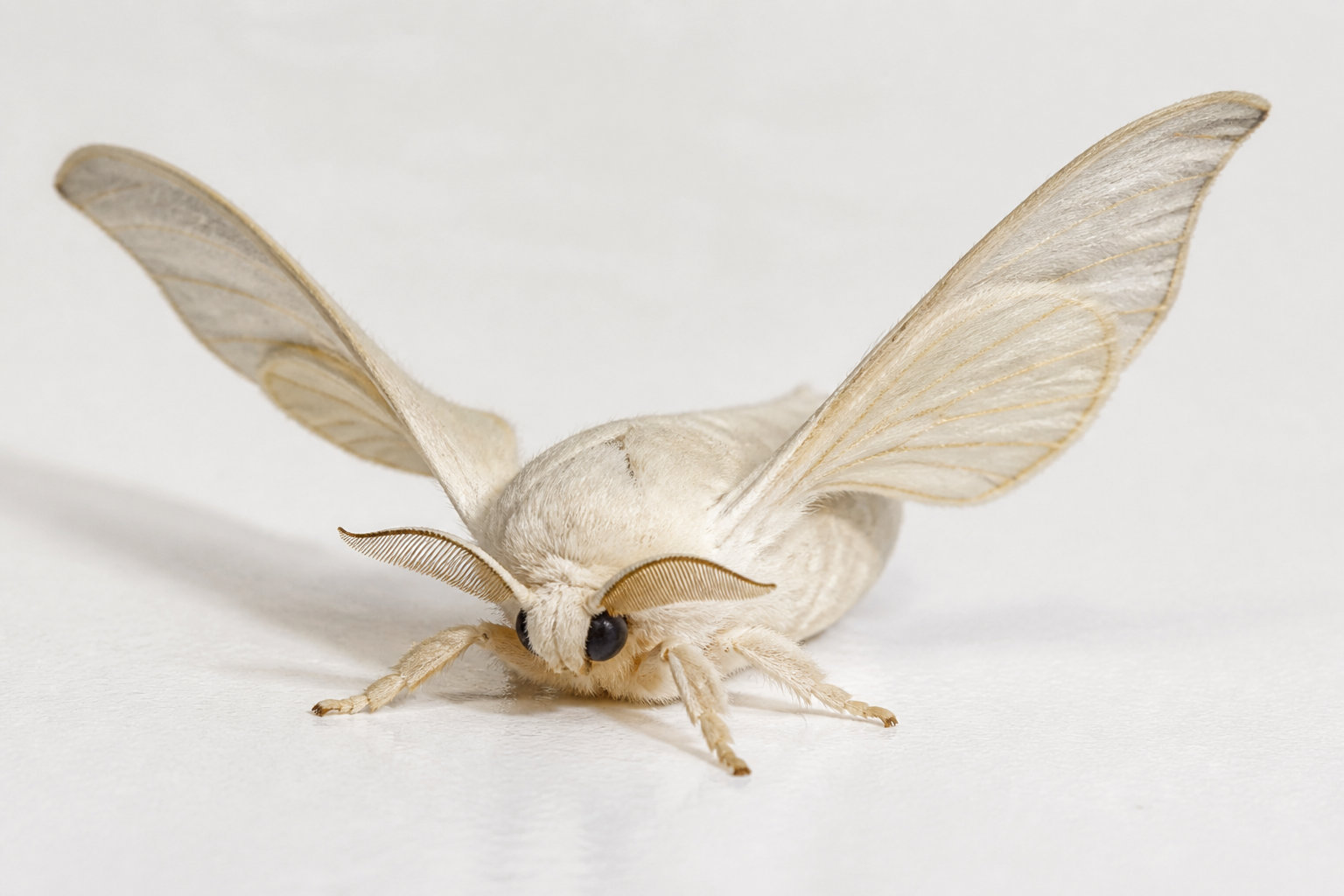 La brève existence du papillon et la reproduction
