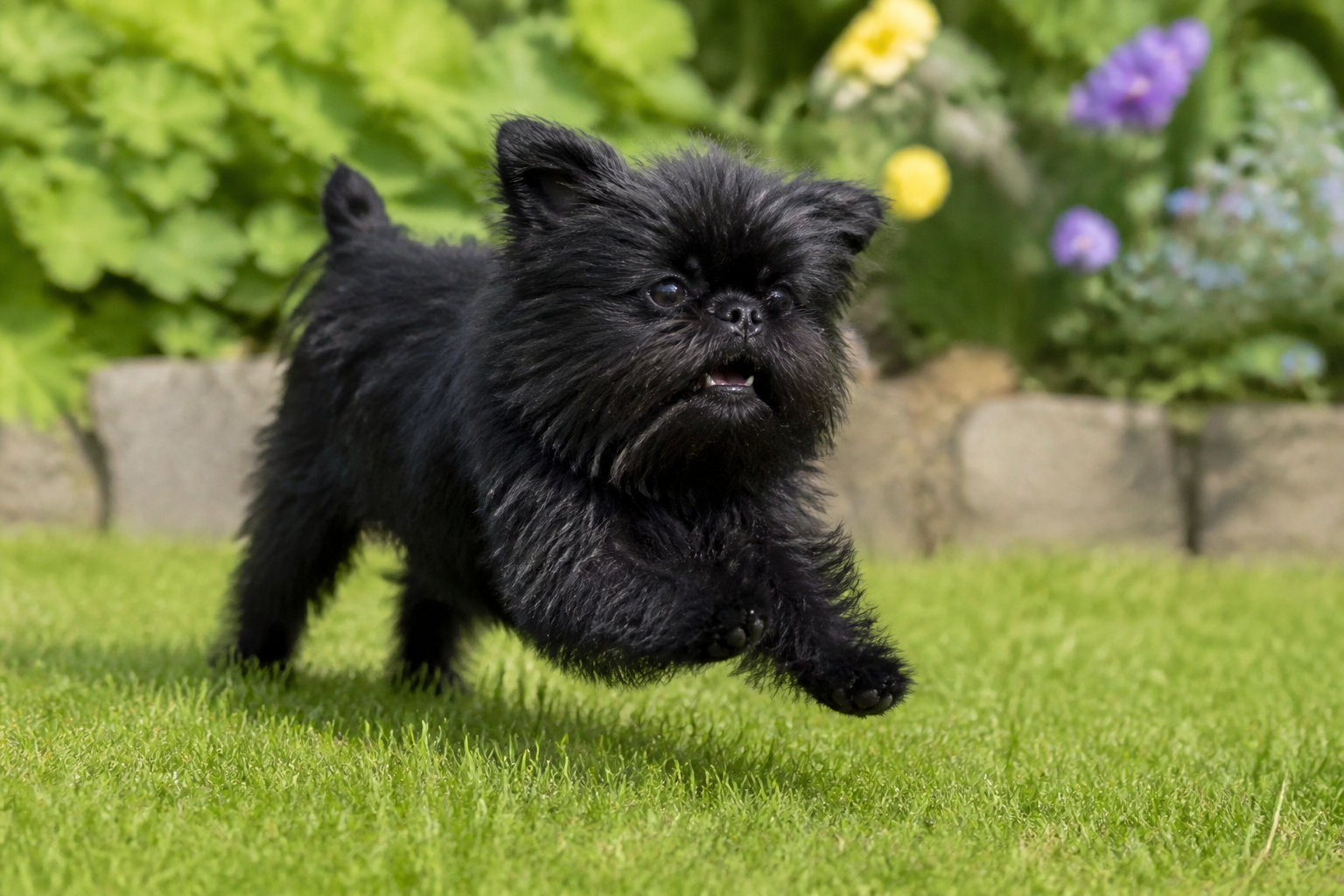 Affenpinscher dans un jardin, temperament vif et curieux