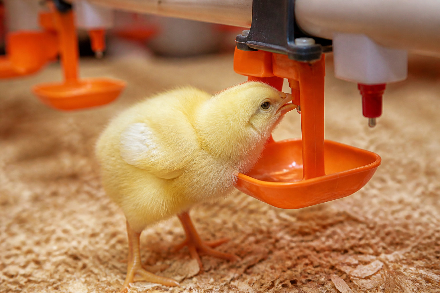 Comment nourrir les poussins sans gaspillage ?