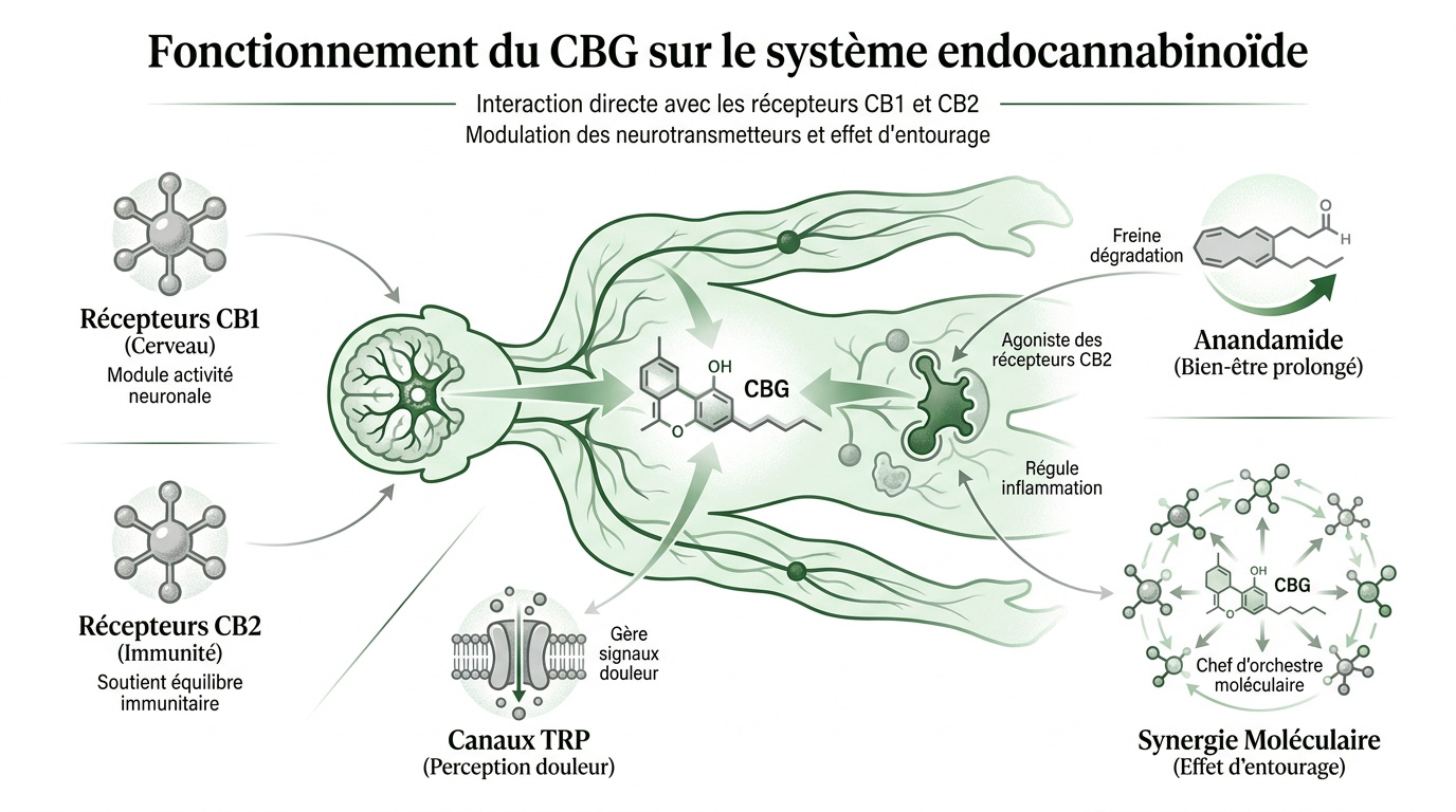 Schéma de l'interaction du CBG avec les récepteurs du système endocannabinoïde