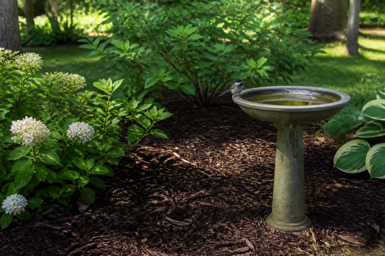 Aménagement du jardin pour favoriser les oiseaux prédateurs naturels