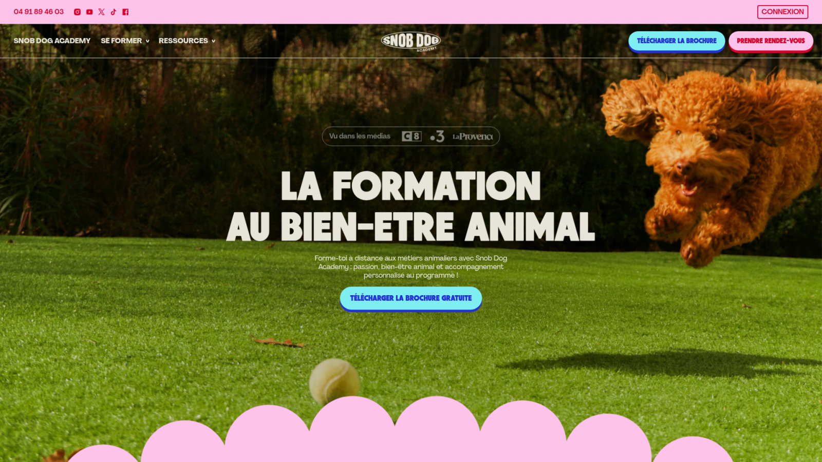Page d'accueil Snob Dog Academy pour se former au bien-être animal