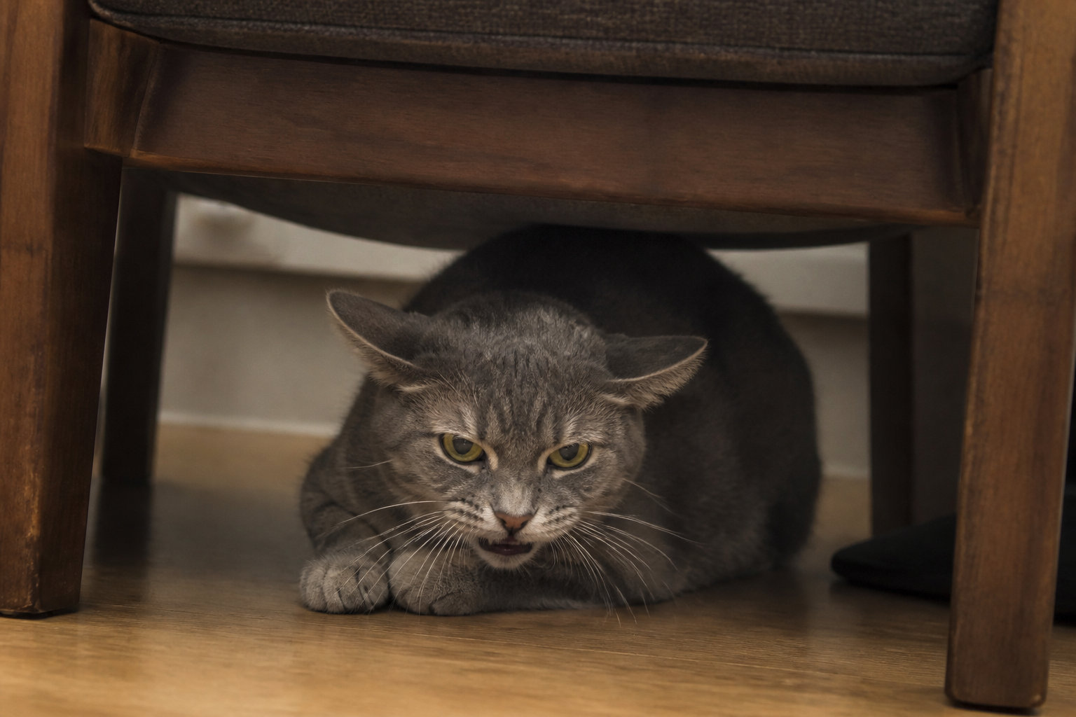 Chat gris irrité qui se cache sous une chaise en signe d'inconfort