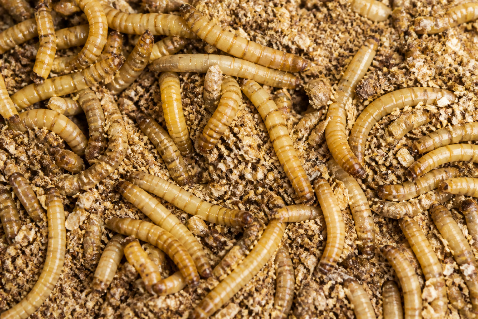 Espèces autorisées et classification européenne : les insectes validés pour la nutrition animale