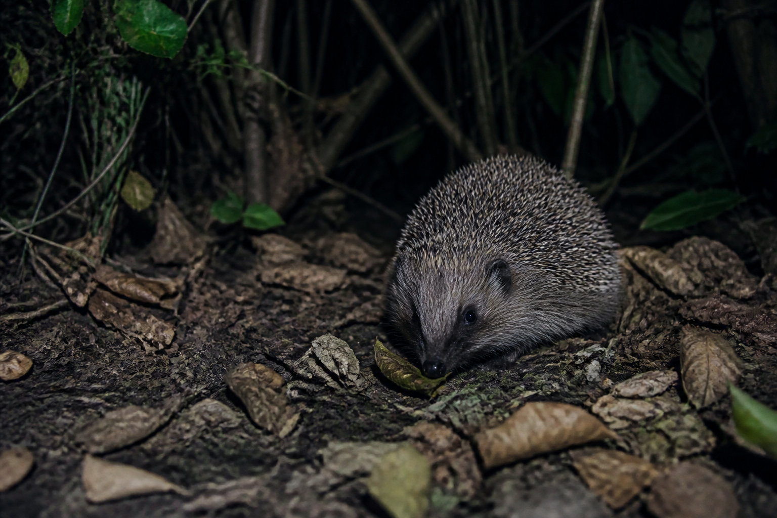 Diversification des apports et optimisation de l'habitat naturel