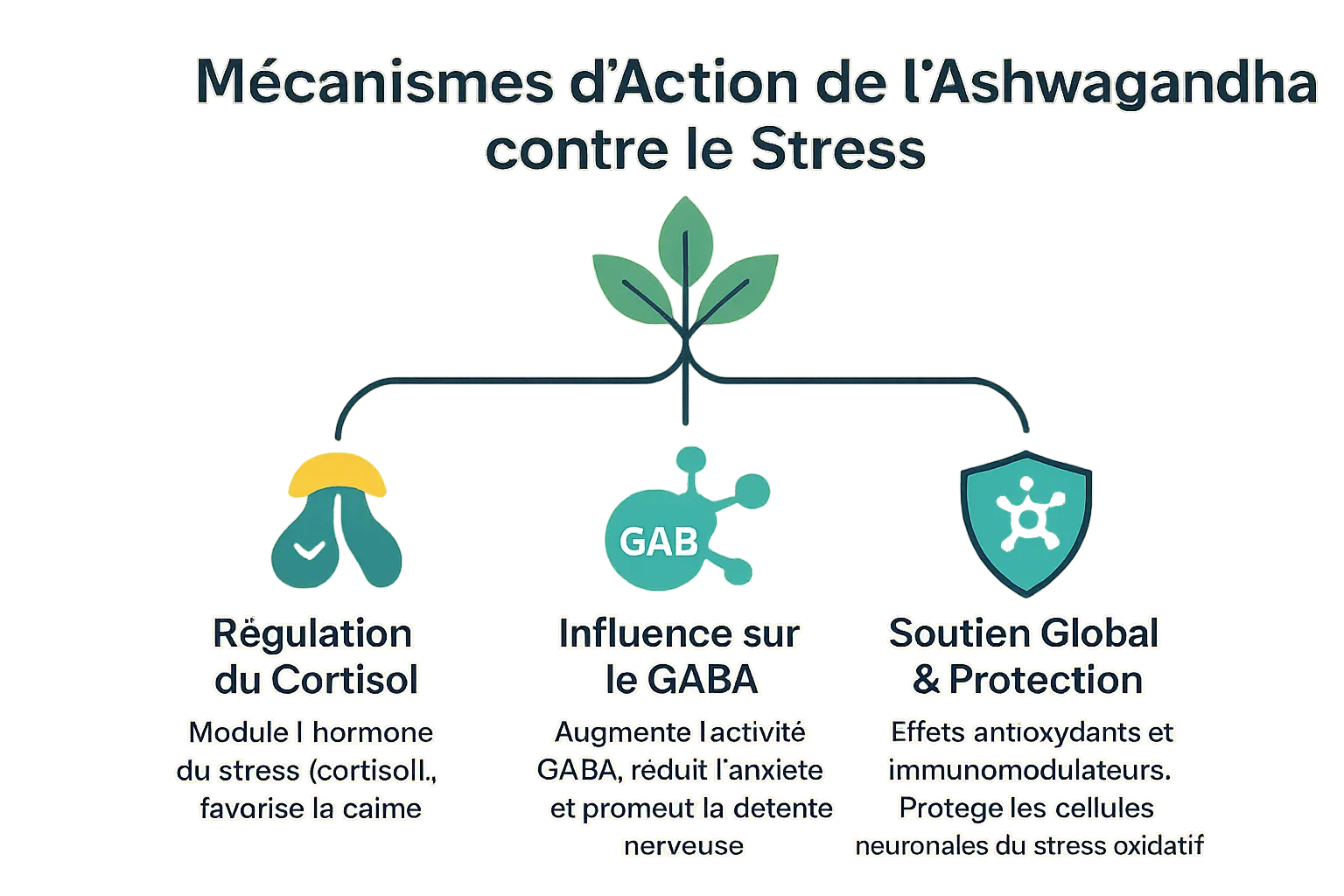 Schéma des mécanismes d'action de l'ashwagandha sur le stress