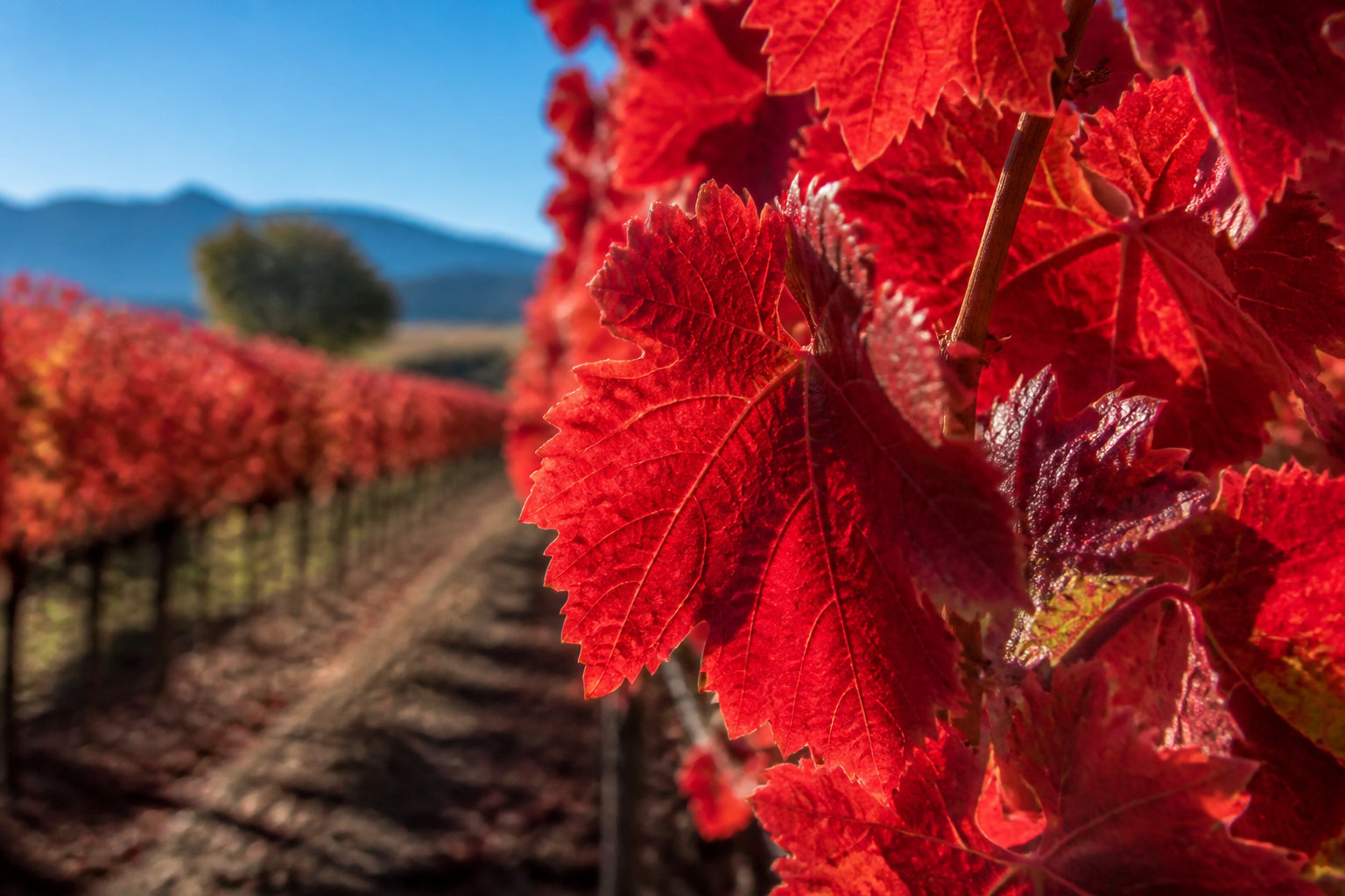 Vigne rouge : la référence pour la tonicité des parois