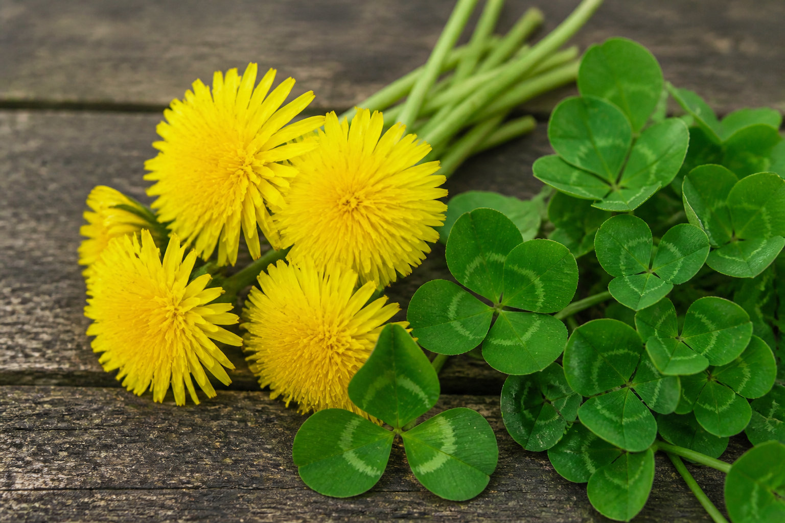 Végétaux et fleurs : sélection des apports en fibres et minéraux