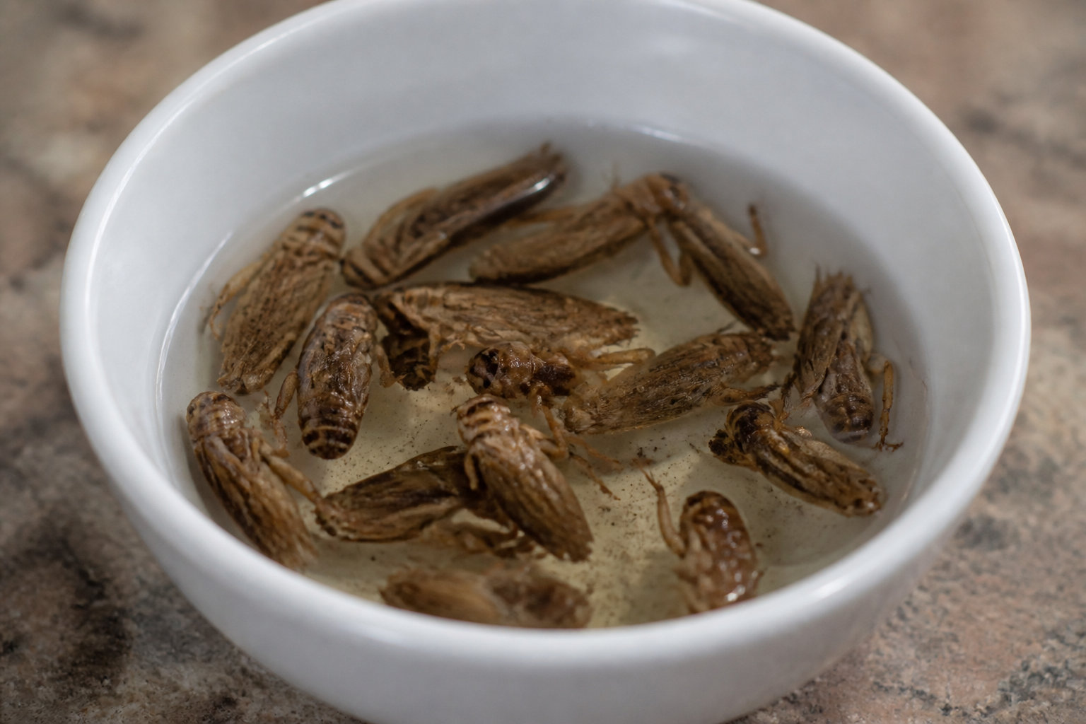 Comment bien préparer les insectes pour vos pensionnaires ?