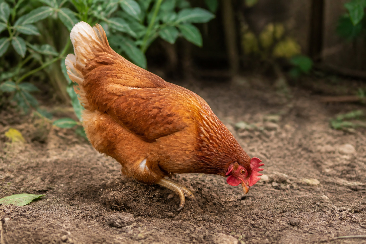 3 moments clés pour adapter la distribution aux cycles naturels