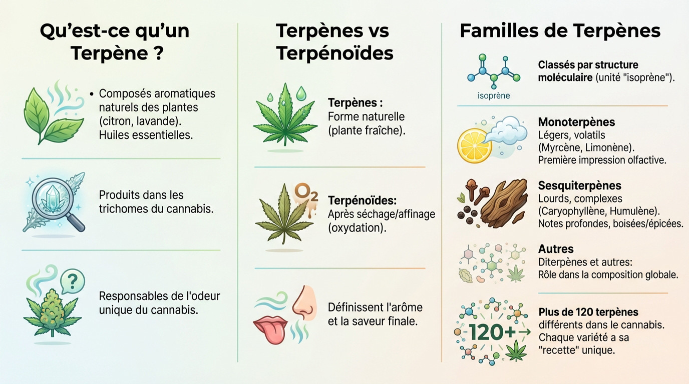 Infographie détaillée sur les terpènes du cannabis et leurs effets