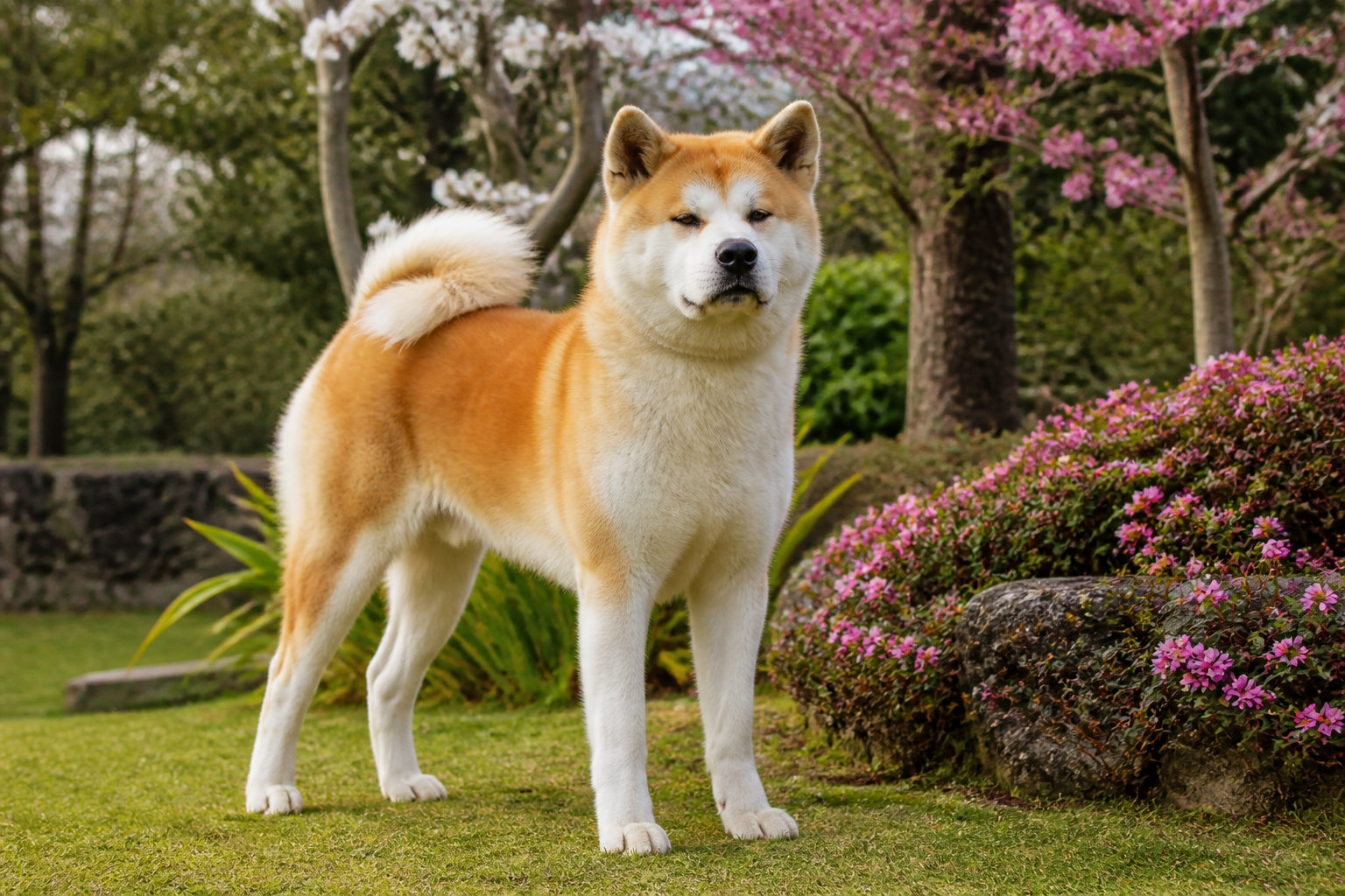Akita Inu dans un jardin, incarnation d'un chien primitif