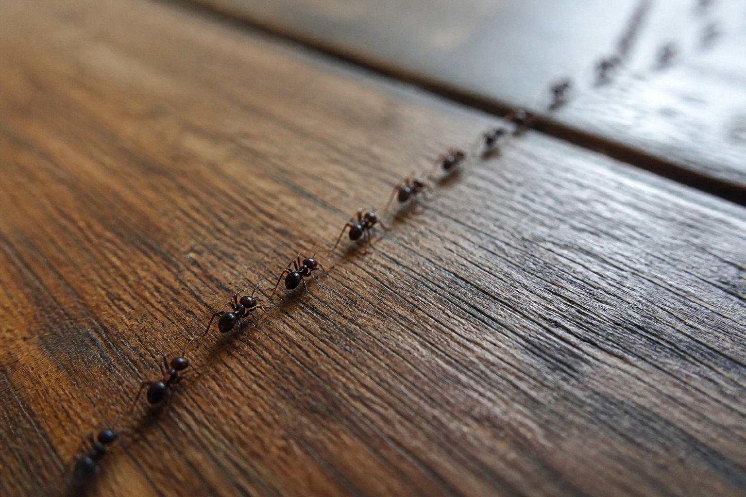 Signification des fourmis dans la maison et message caché