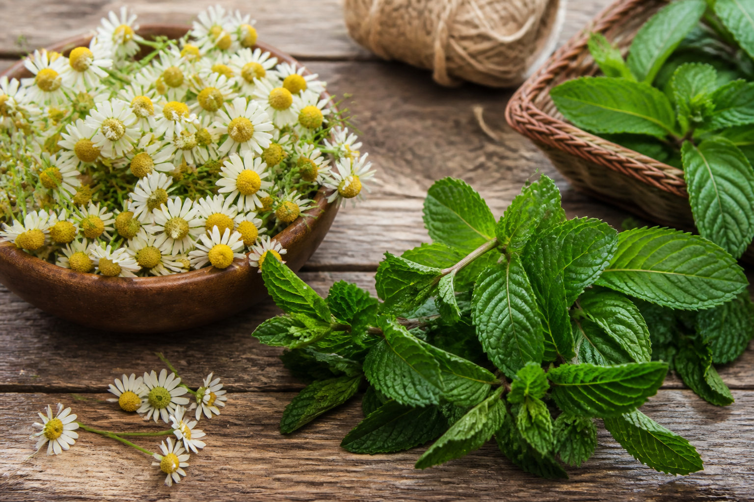 Bienfaits des plantes : 5 vertus pour la santé
