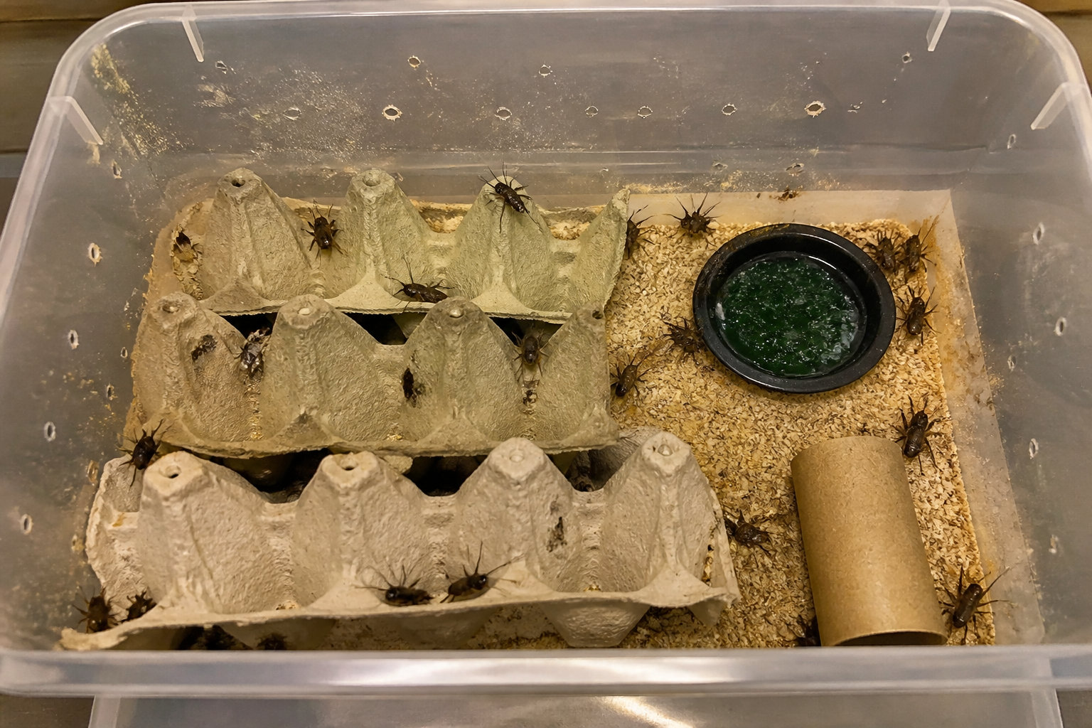 Astuces pour garder une colonie d'insectes vigoureuse