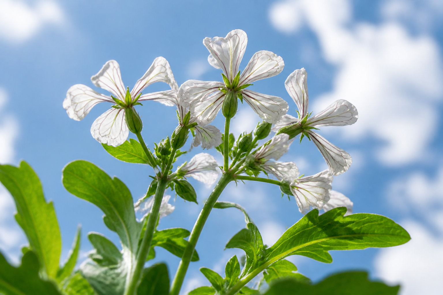 Amertume de la roquette : comprendre les mécanismes biologiques