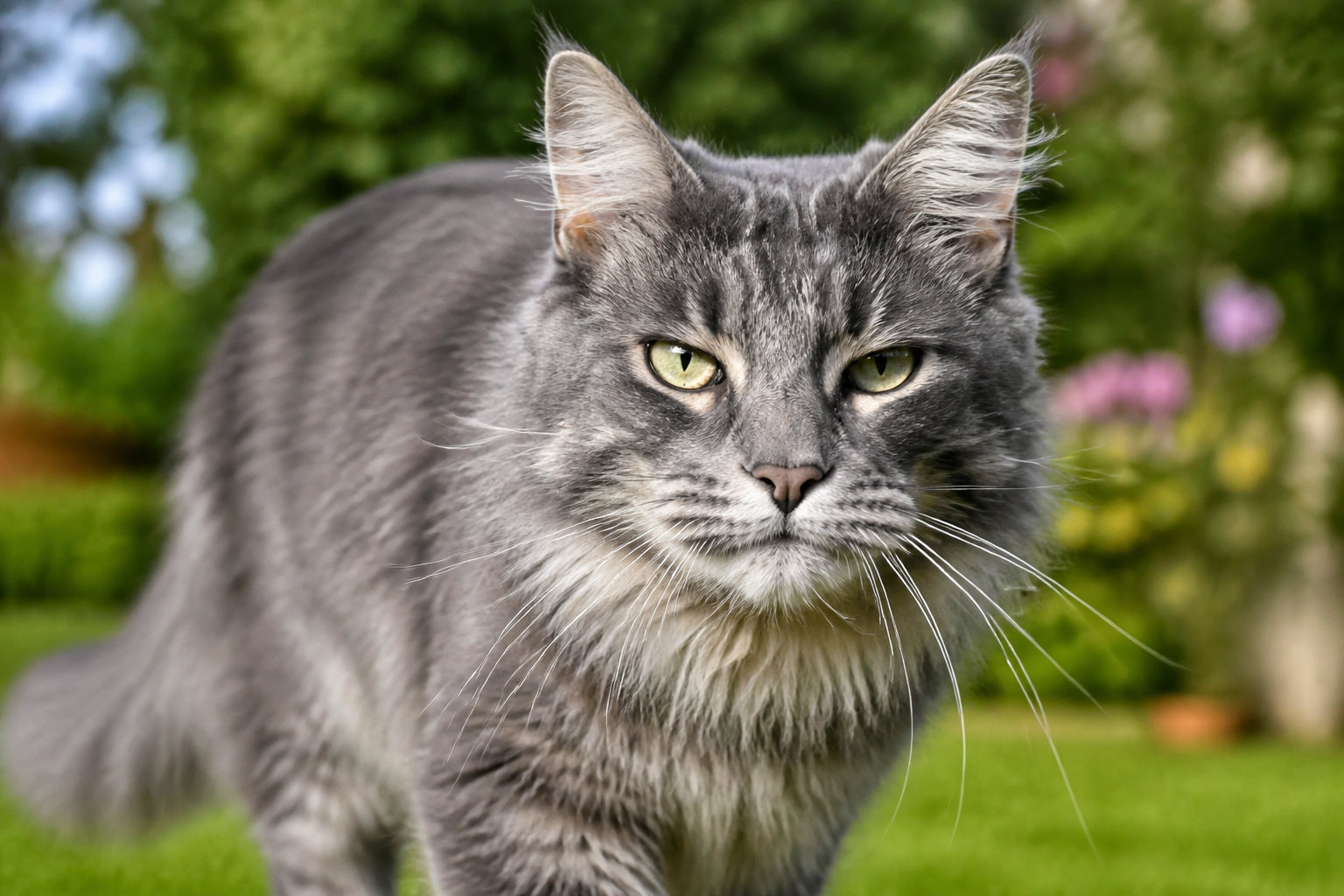 Le maine coon dans sa déclinaison grise