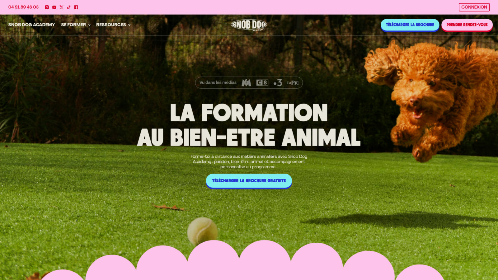 Page d'accueil Snob Dog Academy pour la formation en massage animalier