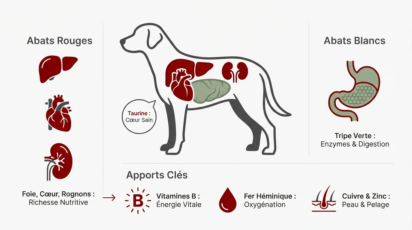 Sélection d'abats frais et naturels pour renforcer la santé du chien