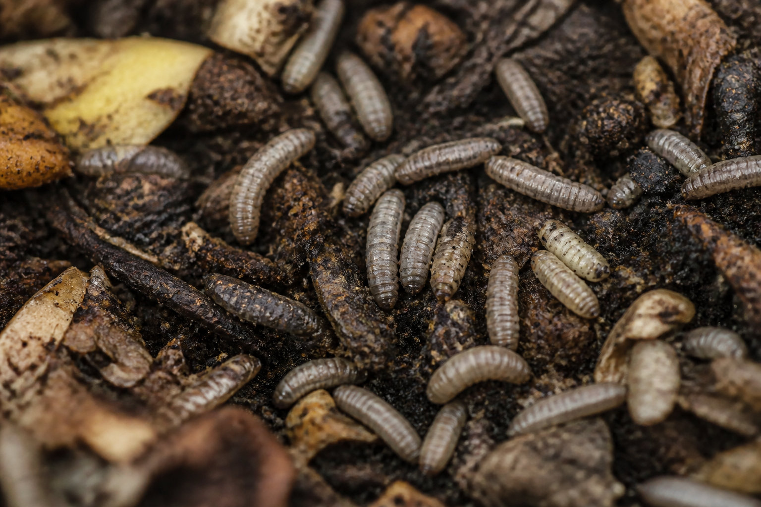 4 étapes clés du cycle de vie de l'insecte