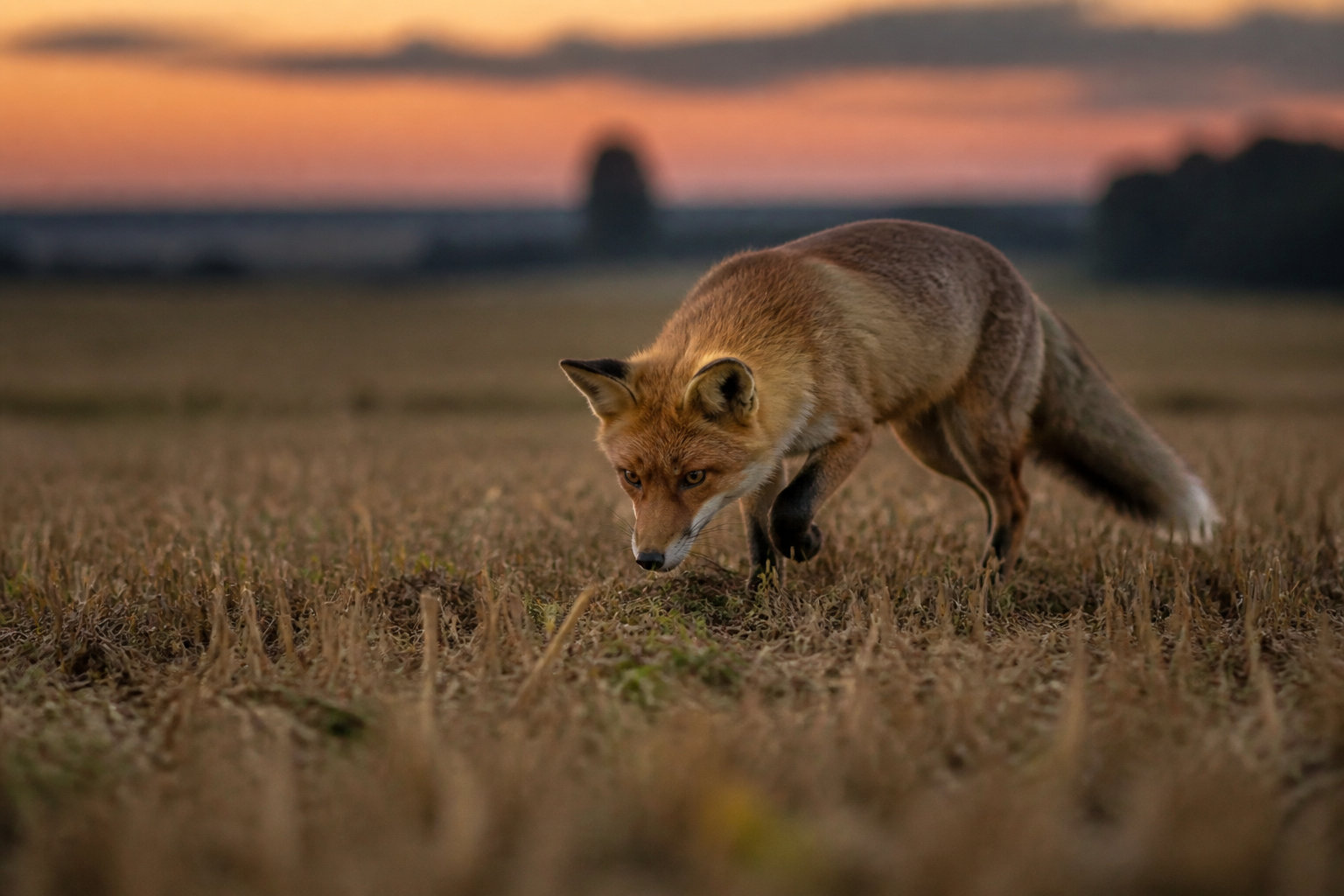 Le rôle écologique du renard et les enjeux de la cohabitation. Comprendre l'équilibre du jardin.