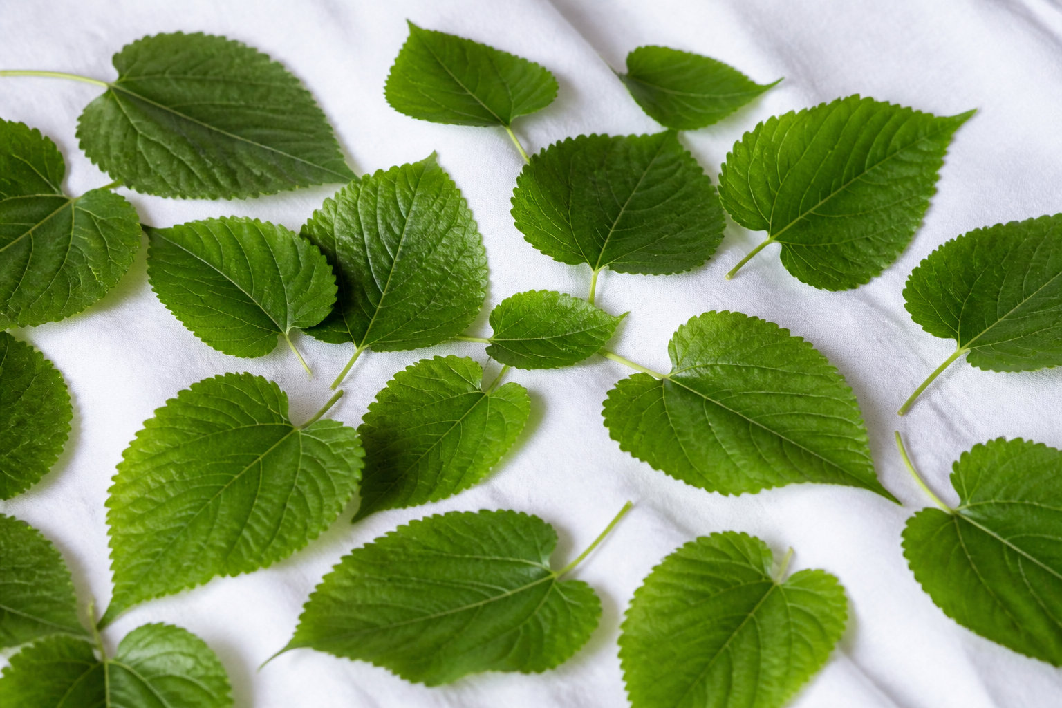 Comment préparer les feuilles pour un élevage sain ?