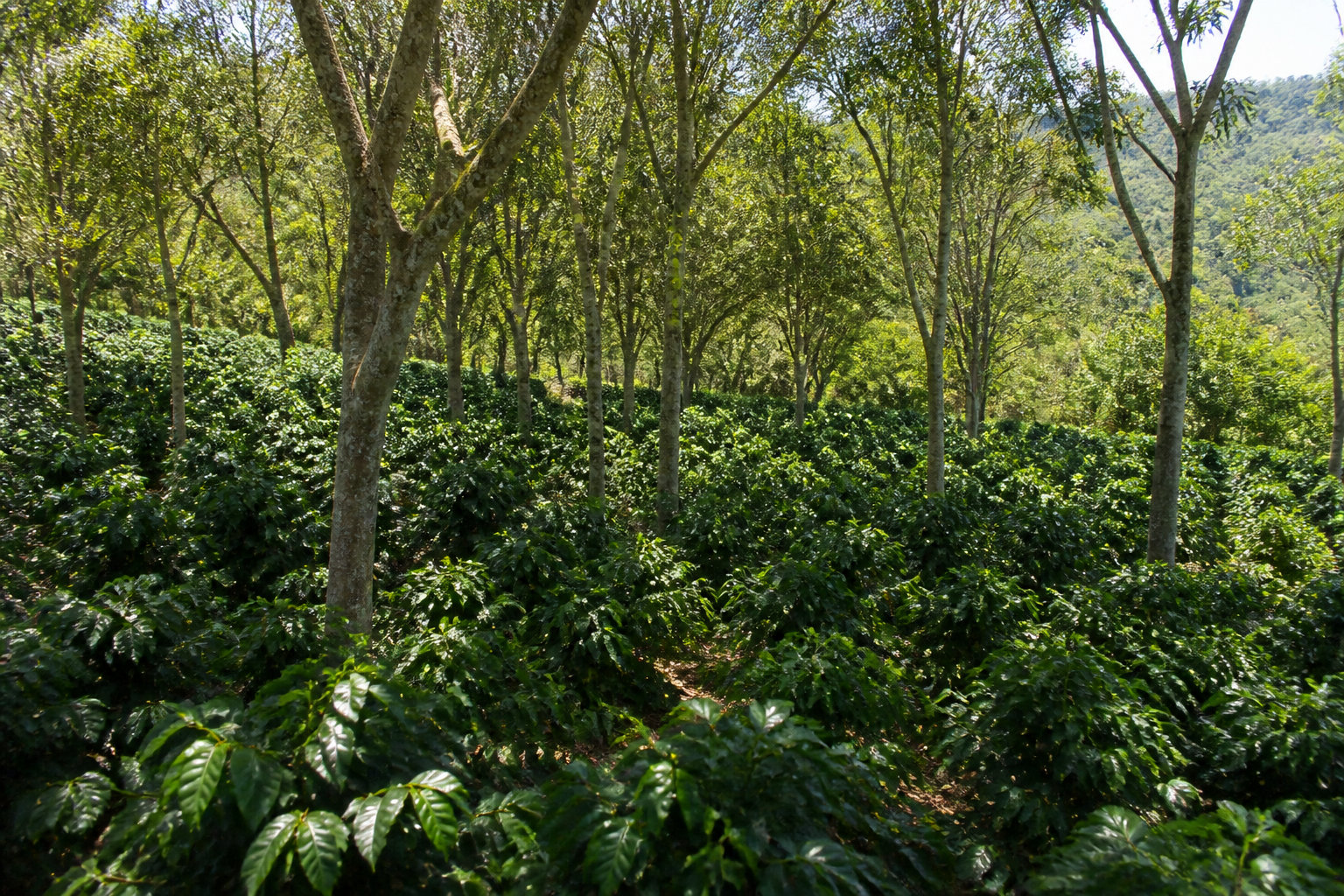 Café en grains Mexique équitable bio : l'équilibre d'une culture sous ombrage