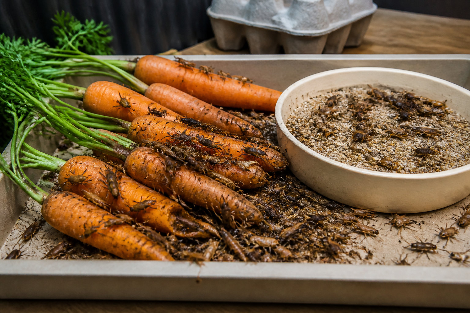 Pourquoi le calcium et le gut-loading sont indispensables ?