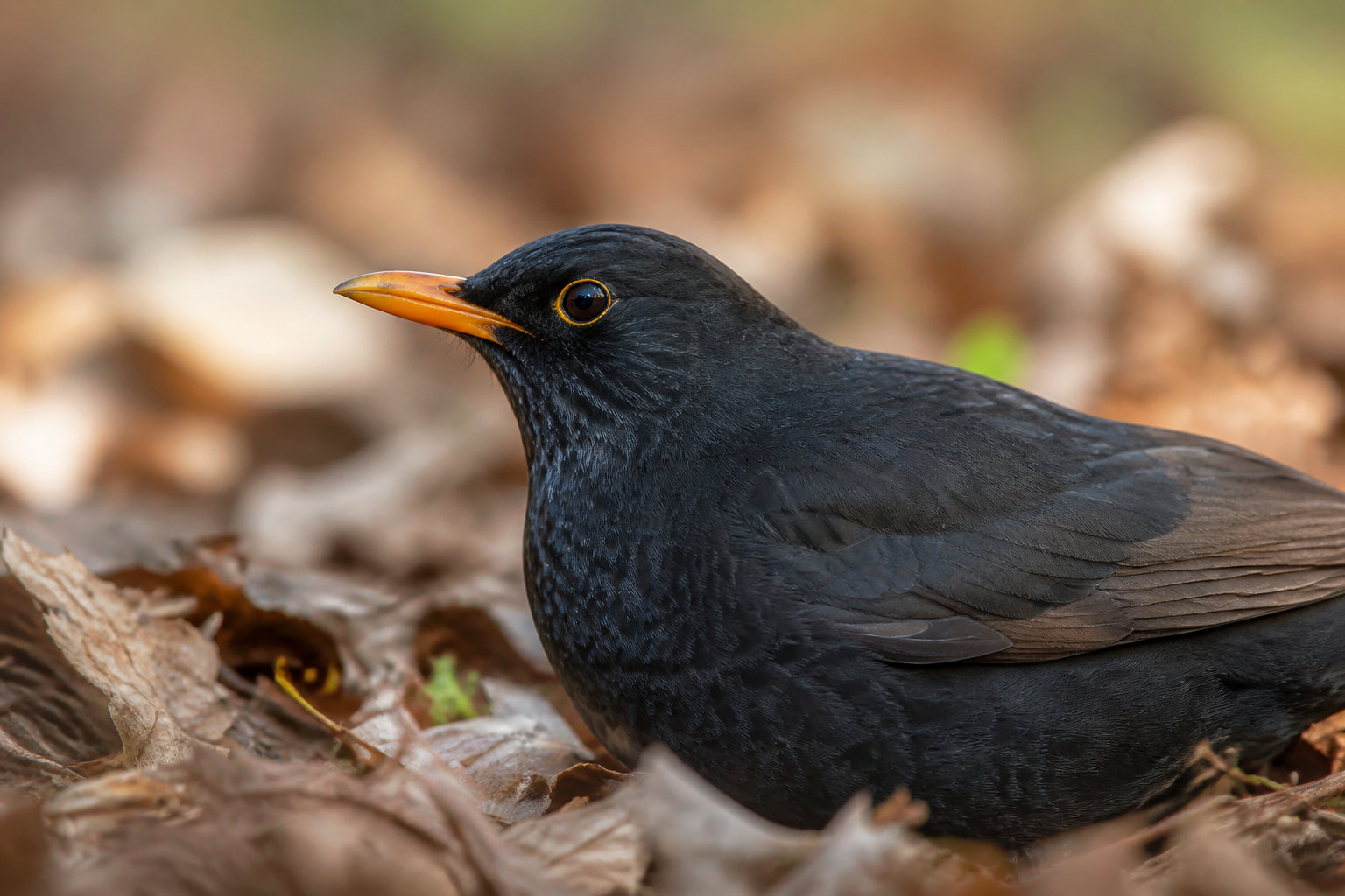 Comment savoir si les oiseaux de votre jardin ont faim ?