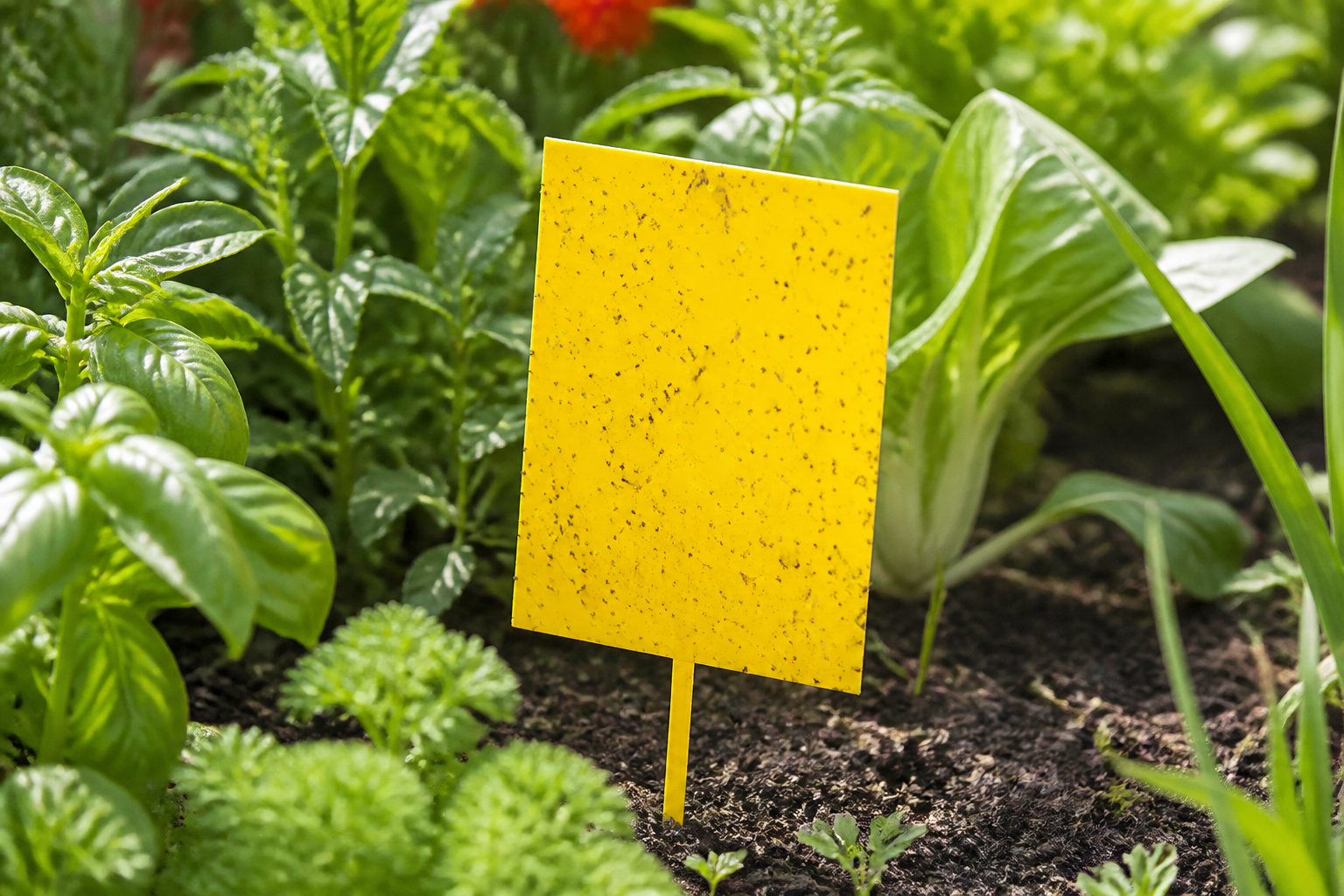 Piège à mouches AltoMouche™ feuille jaune pour une protection polyvalente