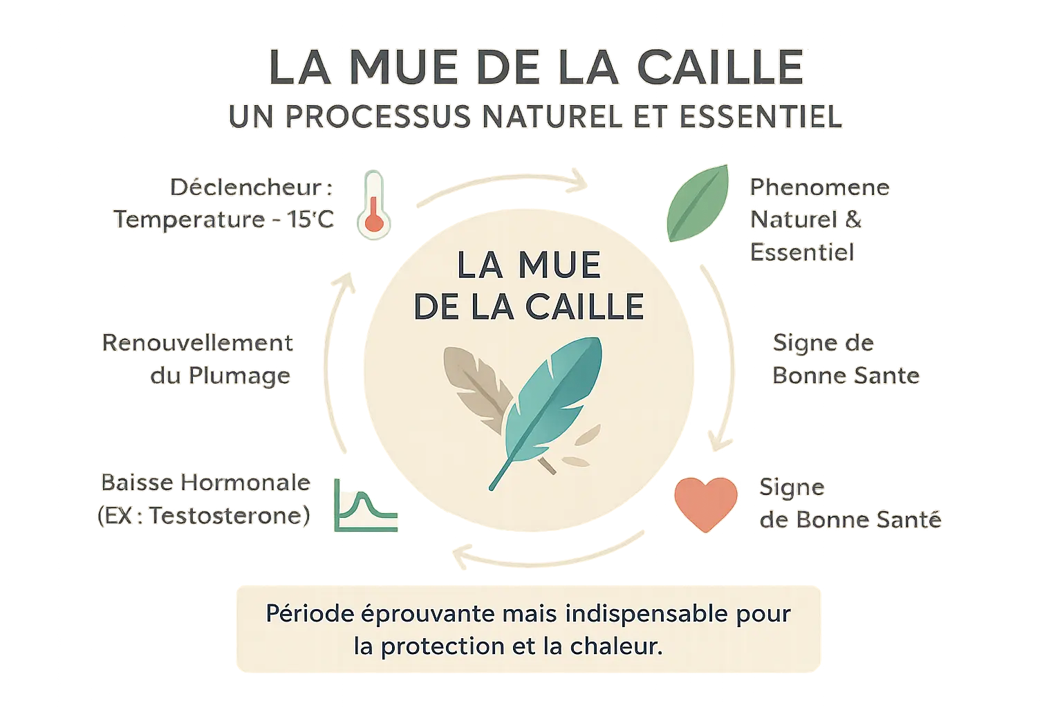 Infographie sur la mue de la caille : cycles et facteurs clés