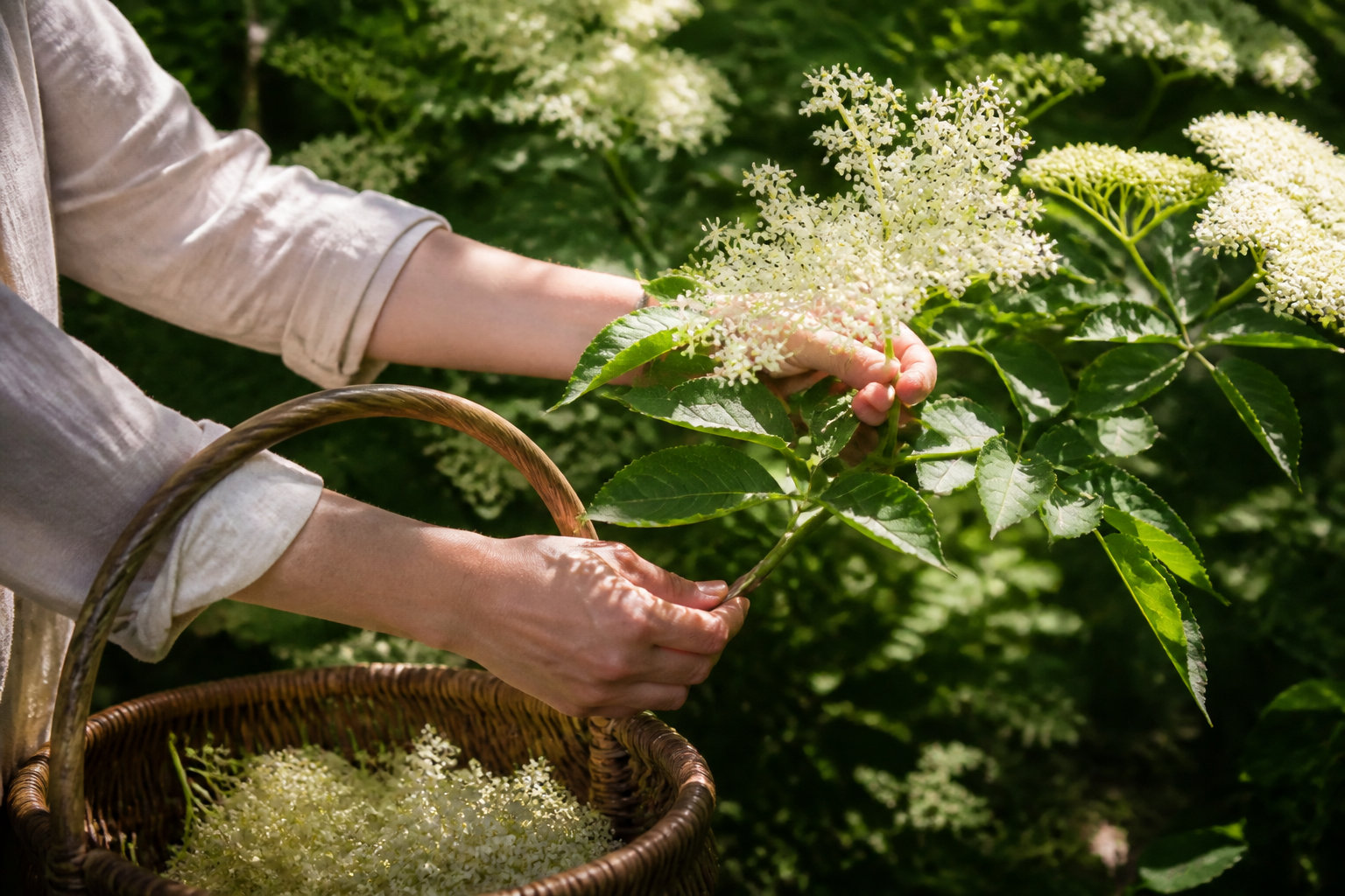 Le profil aromatique de la fleur de sureau