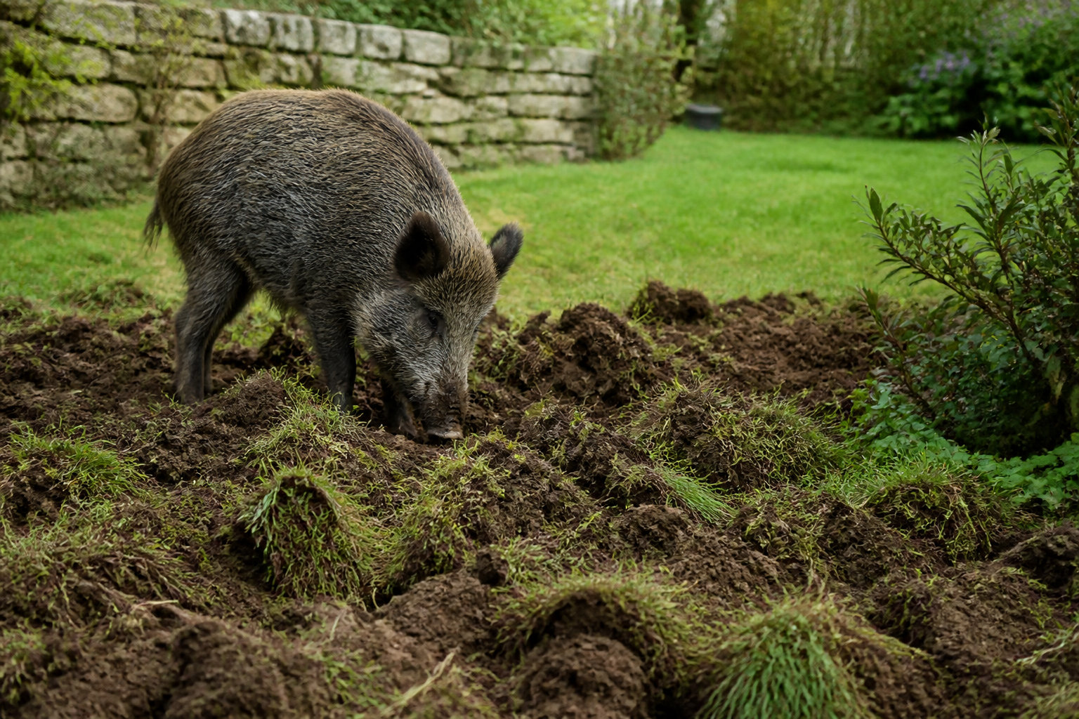 Pourquoi les sangliers envahissent vos jardins en 2026