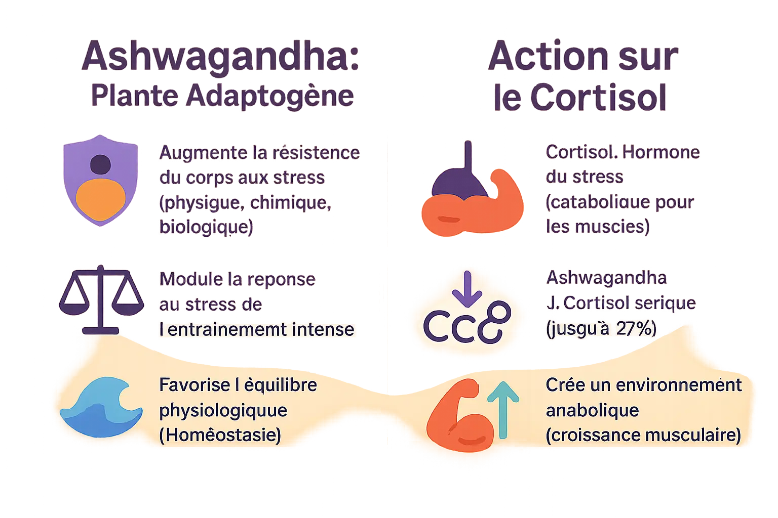 Infographie sur l'ashwagandha, le stress et le cortisol