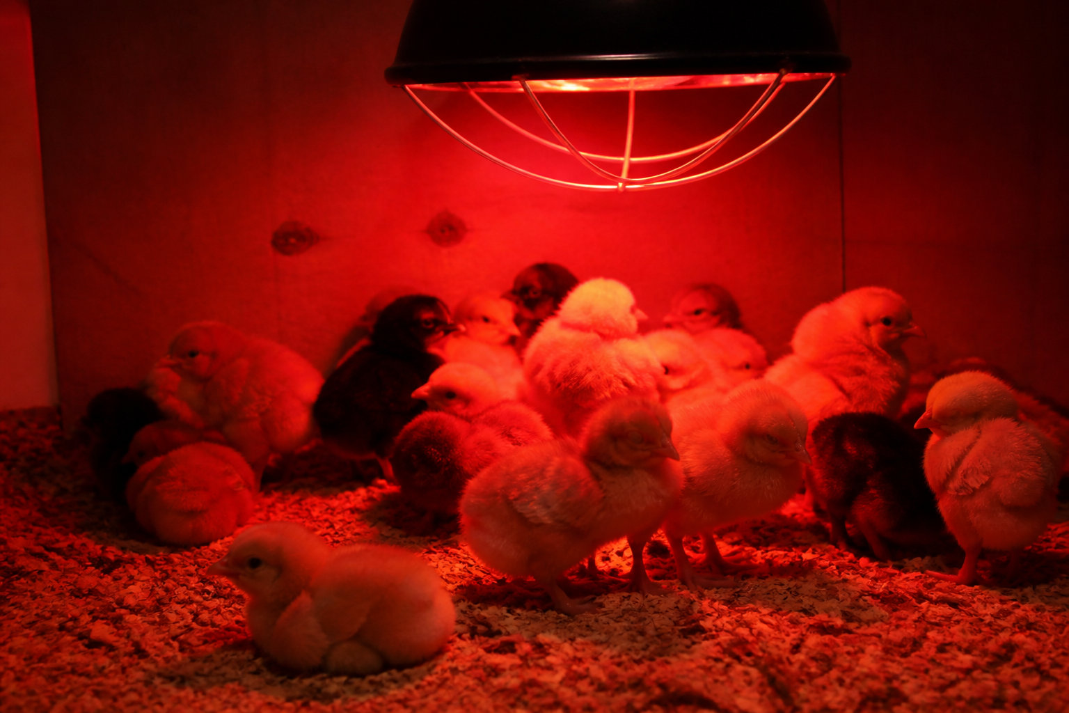 3 réglages pour une poussinière confortable