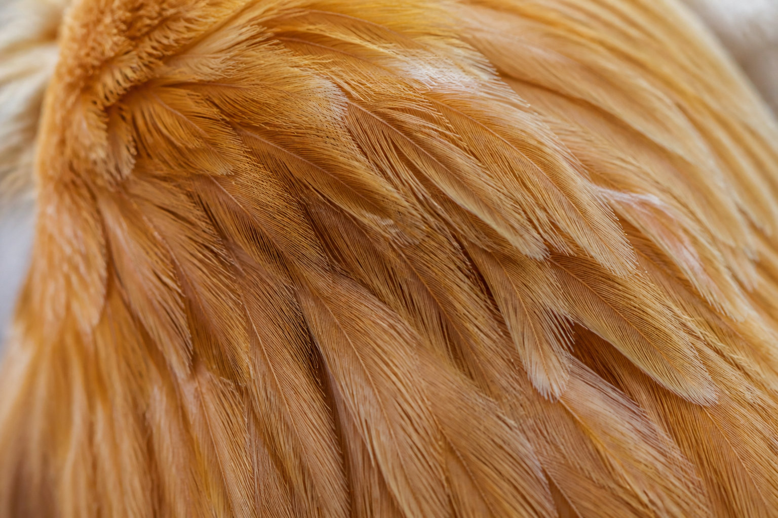 Les traits physiques distinctifs : un plumage soyeux et une peau mélanique