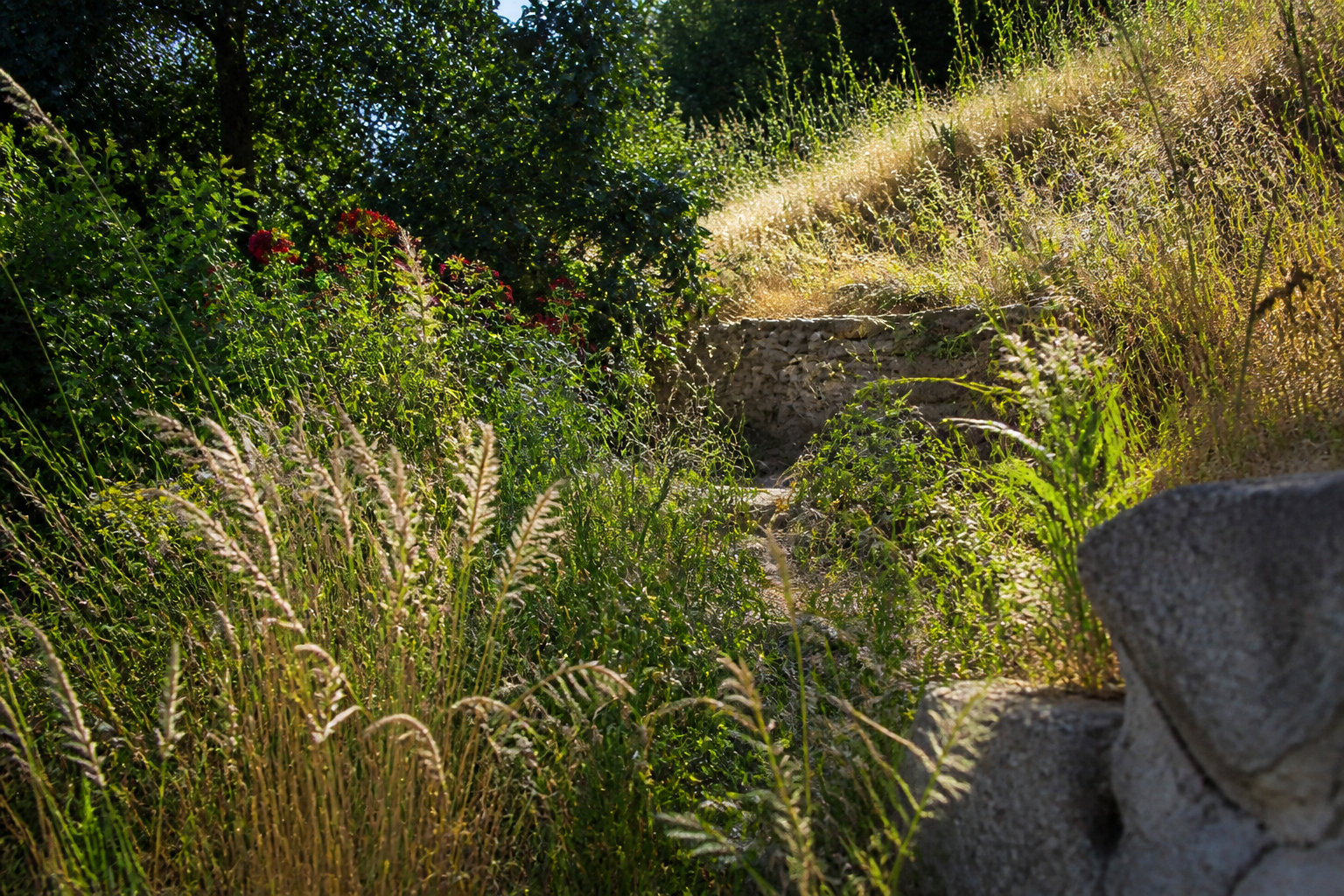 3 conseils pour observer et protéger les grillons au jardin