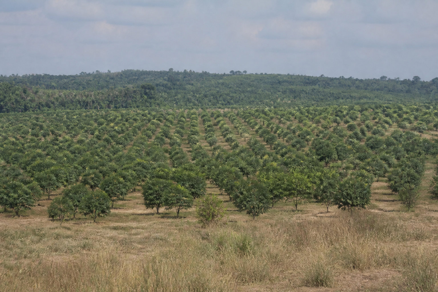 Quelle distance respecter pour une plantation sécurisée ?