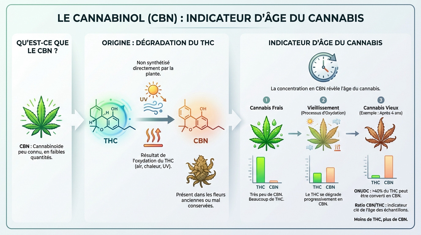 Graphique montrant la conversion du THC en CBN avec le temps