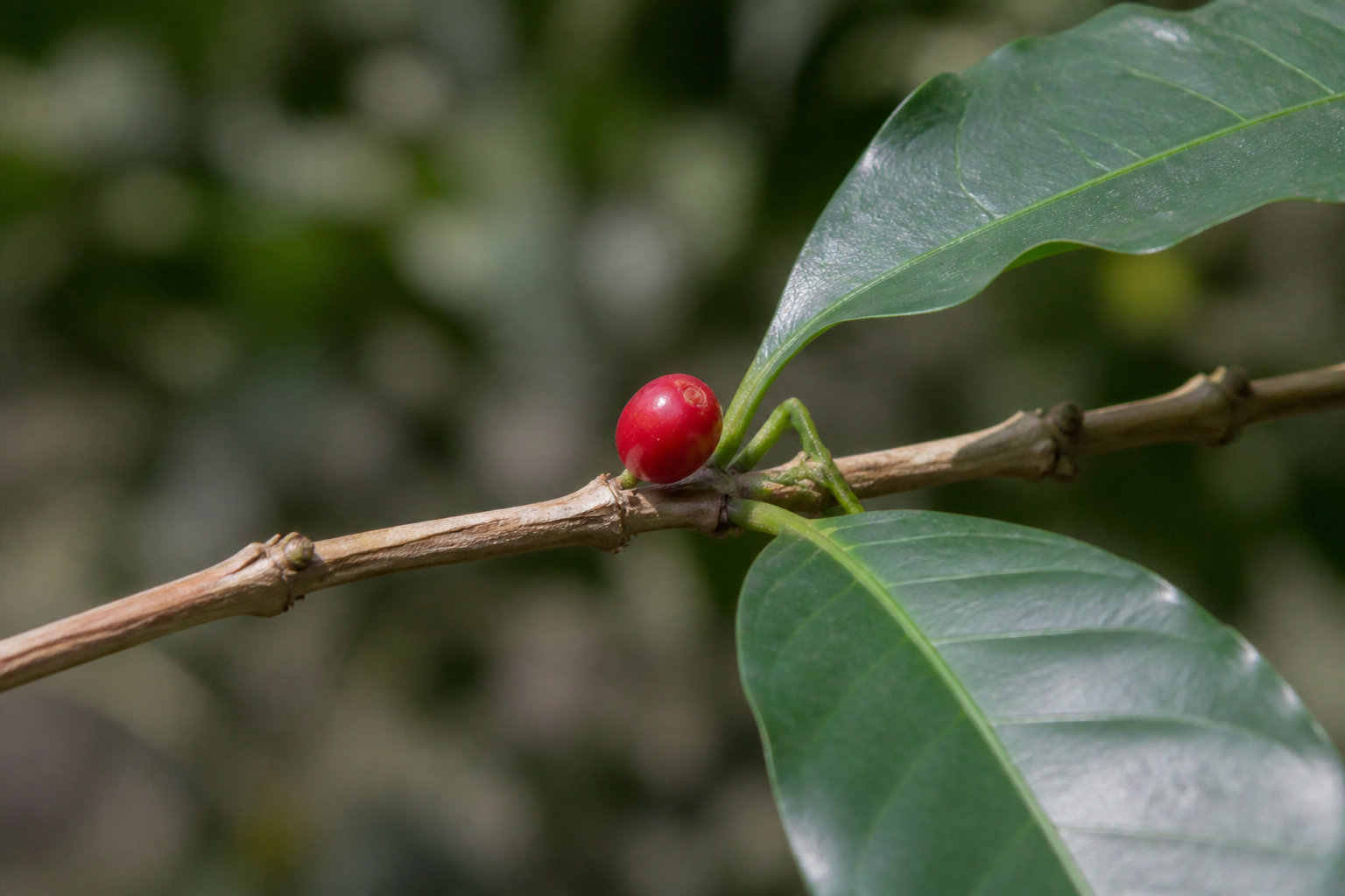 Capsules Costa Rica Monexpresso : un pur Arabica pour connaisseurs