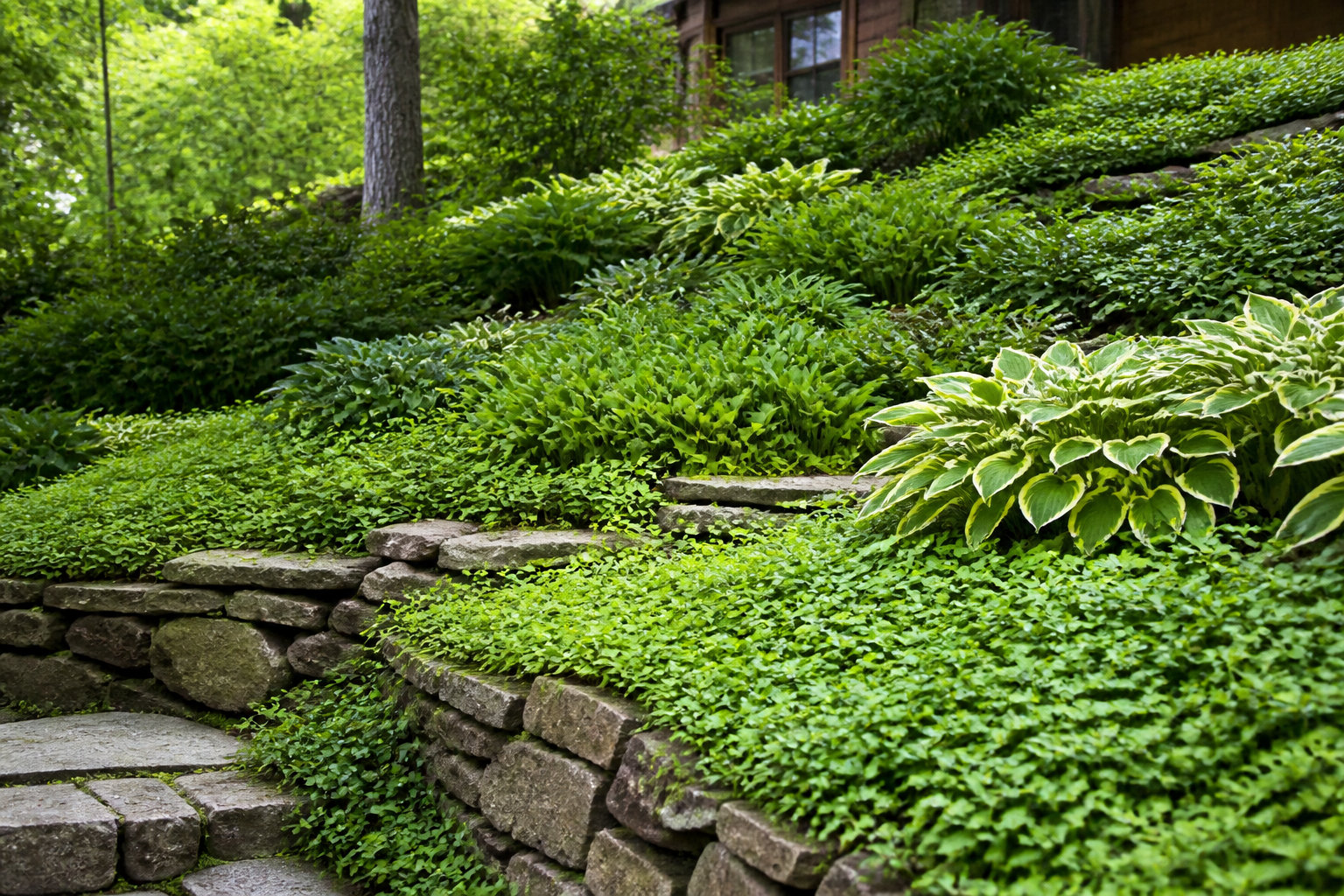 Quelles plantes choisir pour fixer durablement un talus ?