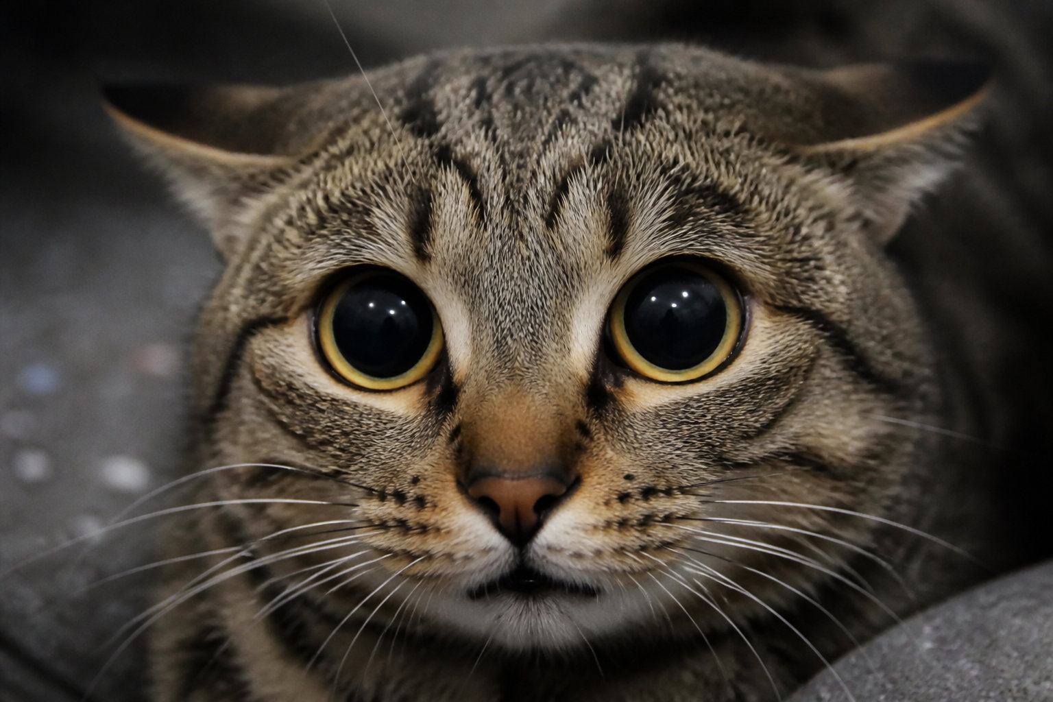 Chat aux pupilles dilatées exprimant un signal d'inconfort à décoder