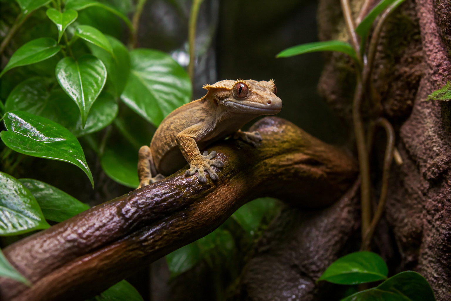 Le gecko à crête et l'apport en chitine