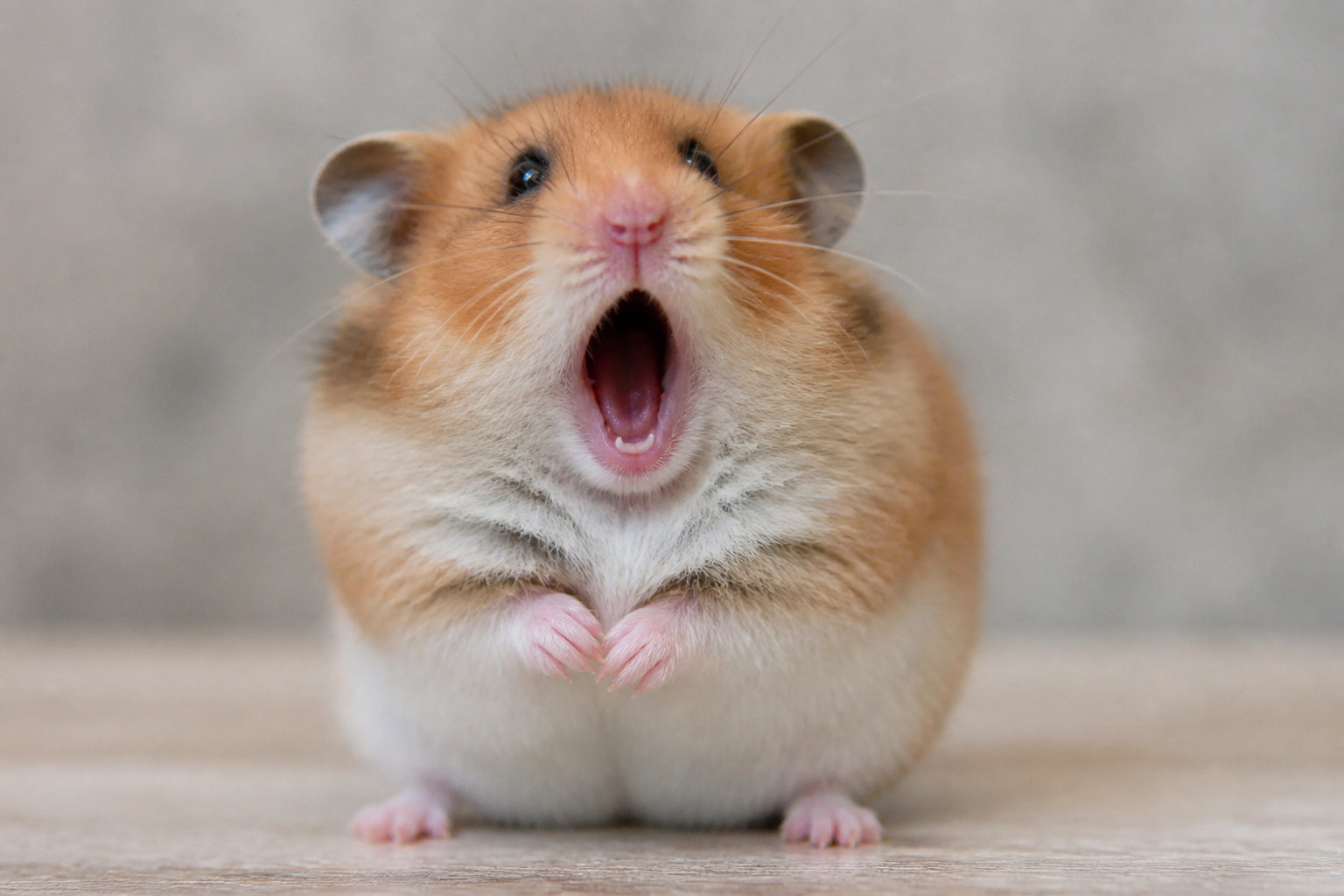 Screaming Hamster Pin: An Iconic Meme Accessory