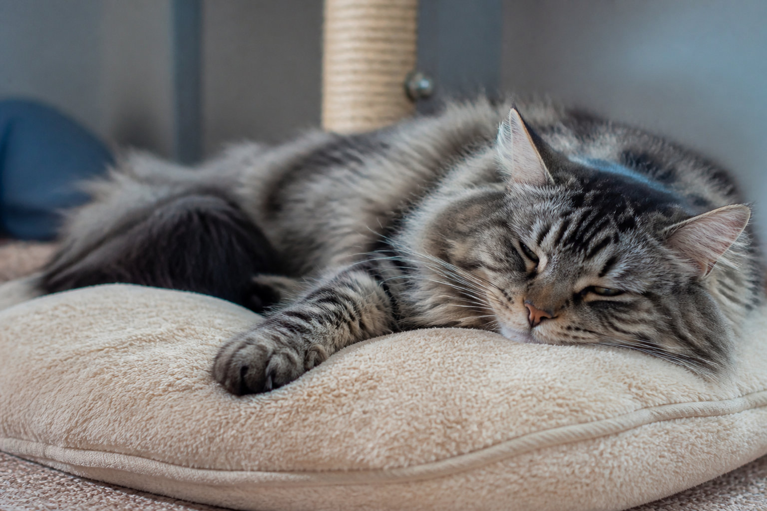 Chat à poil long dormant paisiblement après une séance de récupération