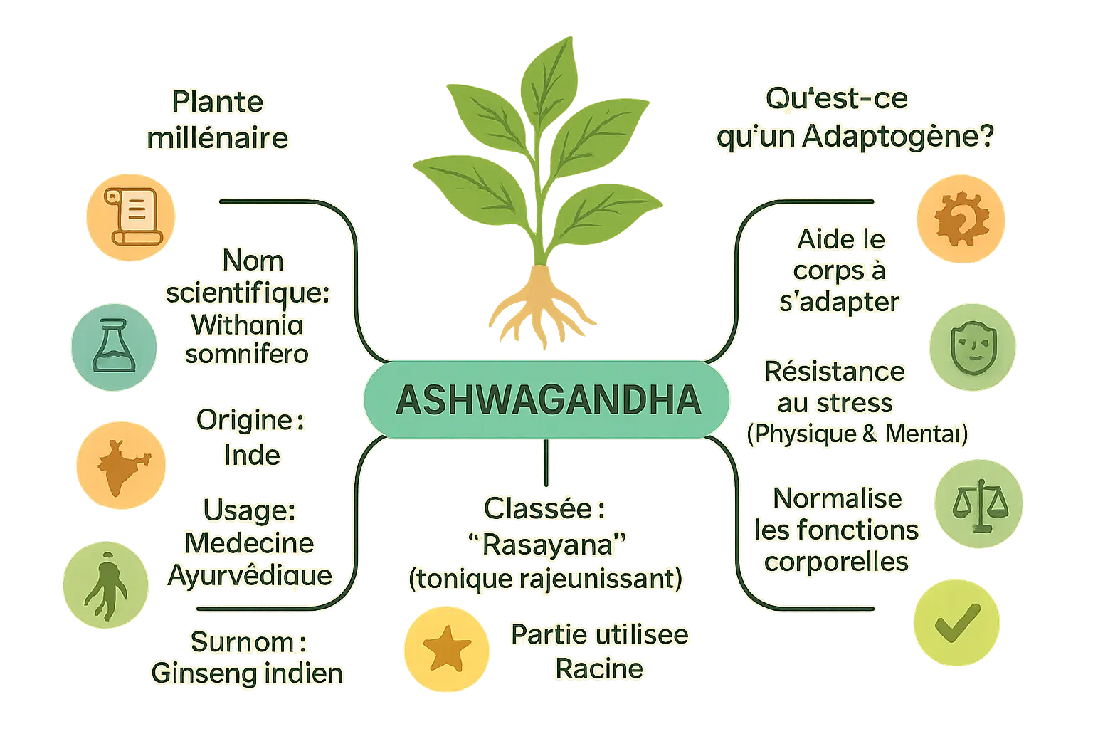 Ashwagandha plante adaptogène