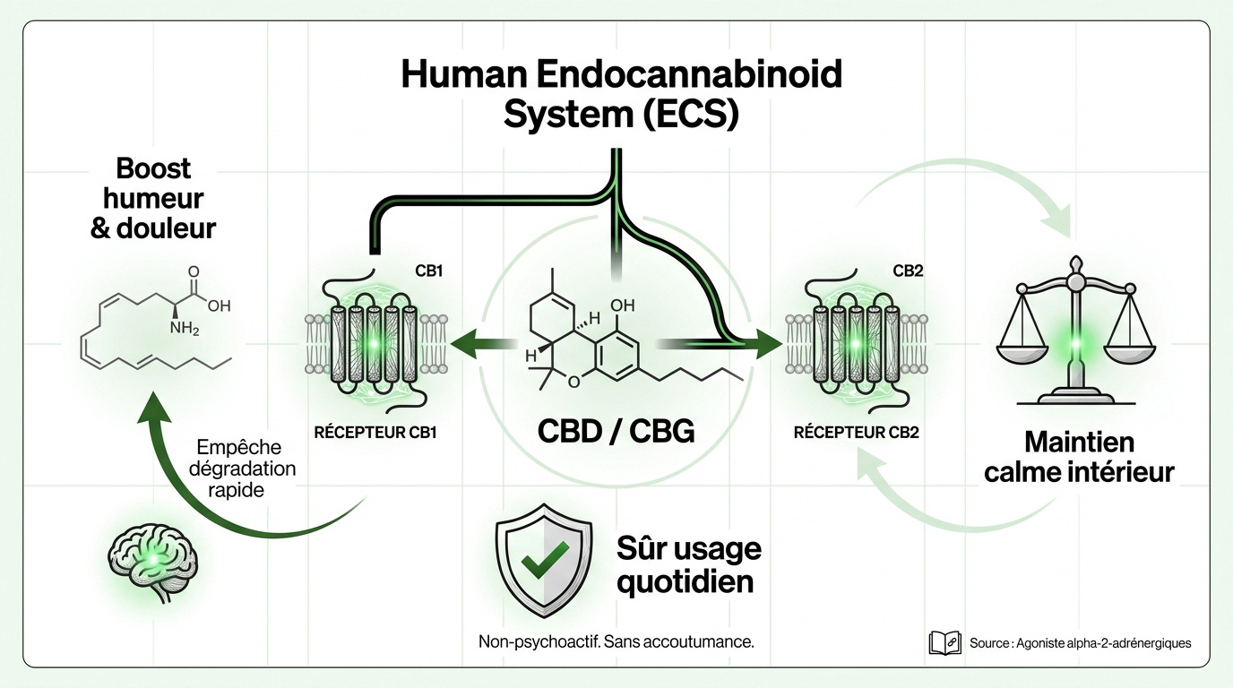 Schéma du système endocannabinoïde humain et ses récepteurs CB1 et CB2