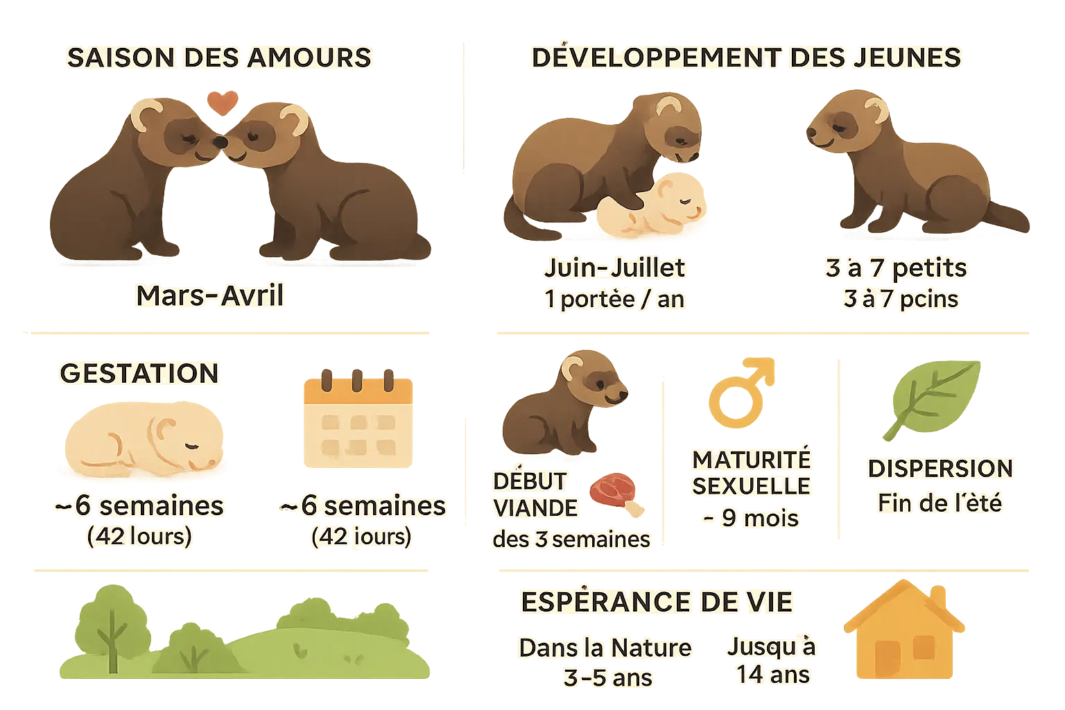 Illustration du <strong>cycle de vie du putois</strong>