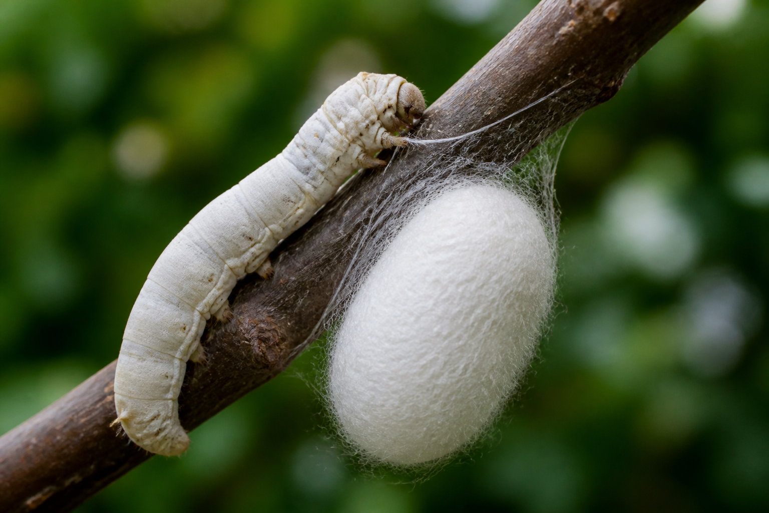 4 phases biologiques pour une transformation radicale