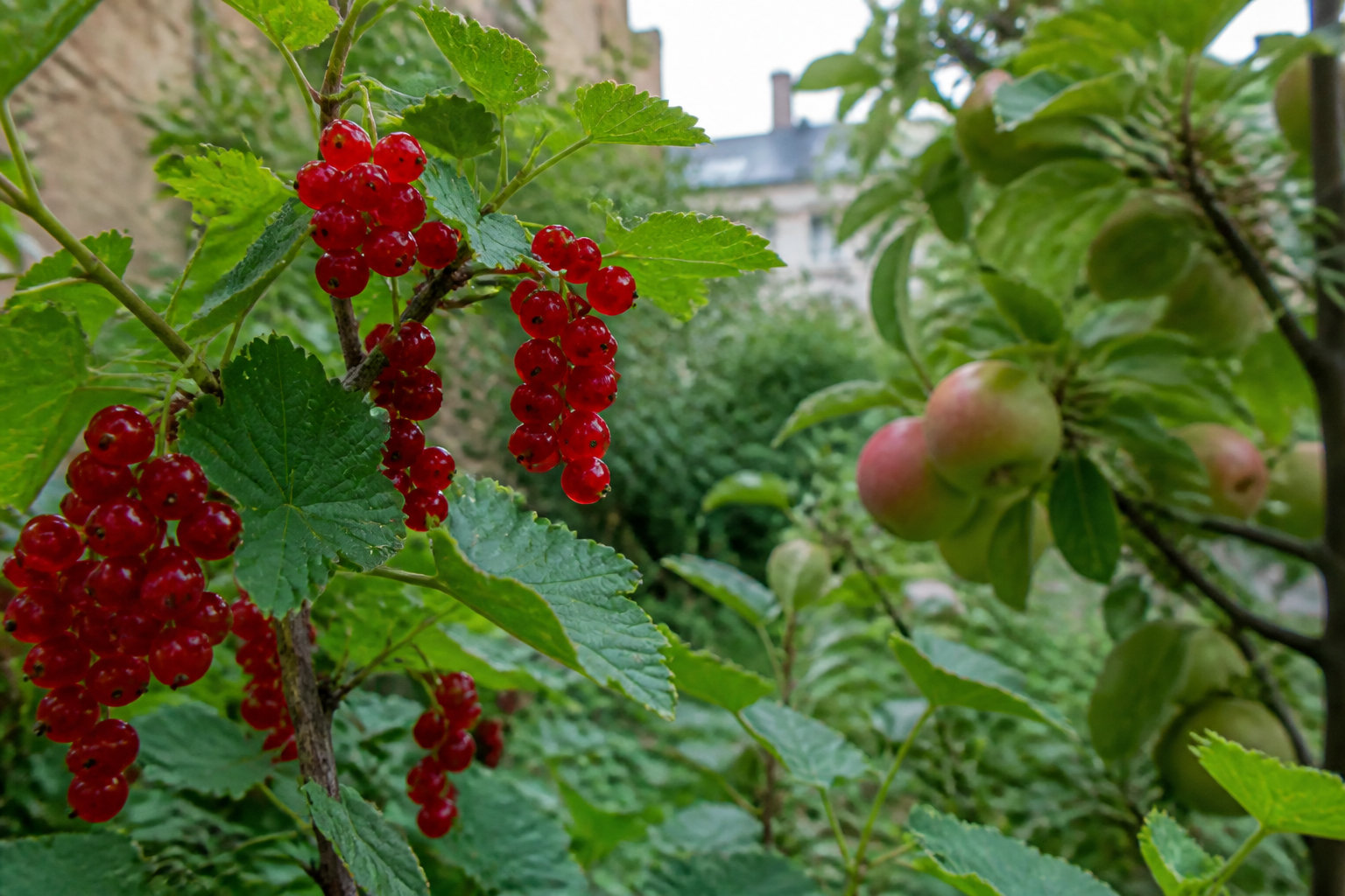 🍎 Quelles plantes privilégier pour des récoltes généreuses ?